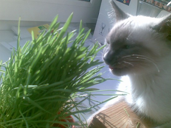 Ан Фин Сон Ча