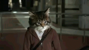 gif_kartinki_kote_gifki_bajan_62649_20111110145359