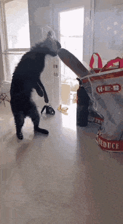 кот и багет