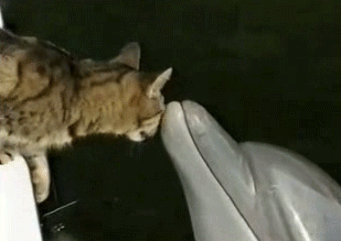 кот и дельфин