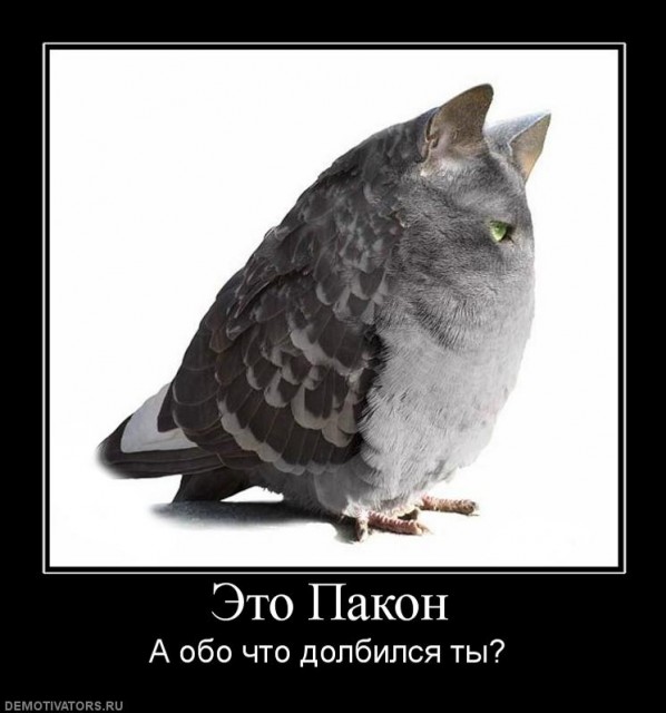880816_eto-pakon