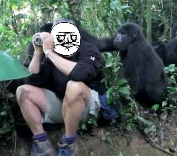 _gorilla