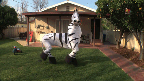 Zebra_Dancing