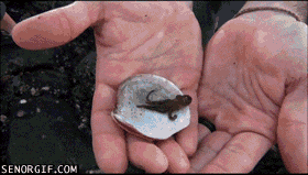 funny-gifs-mini-octopus
