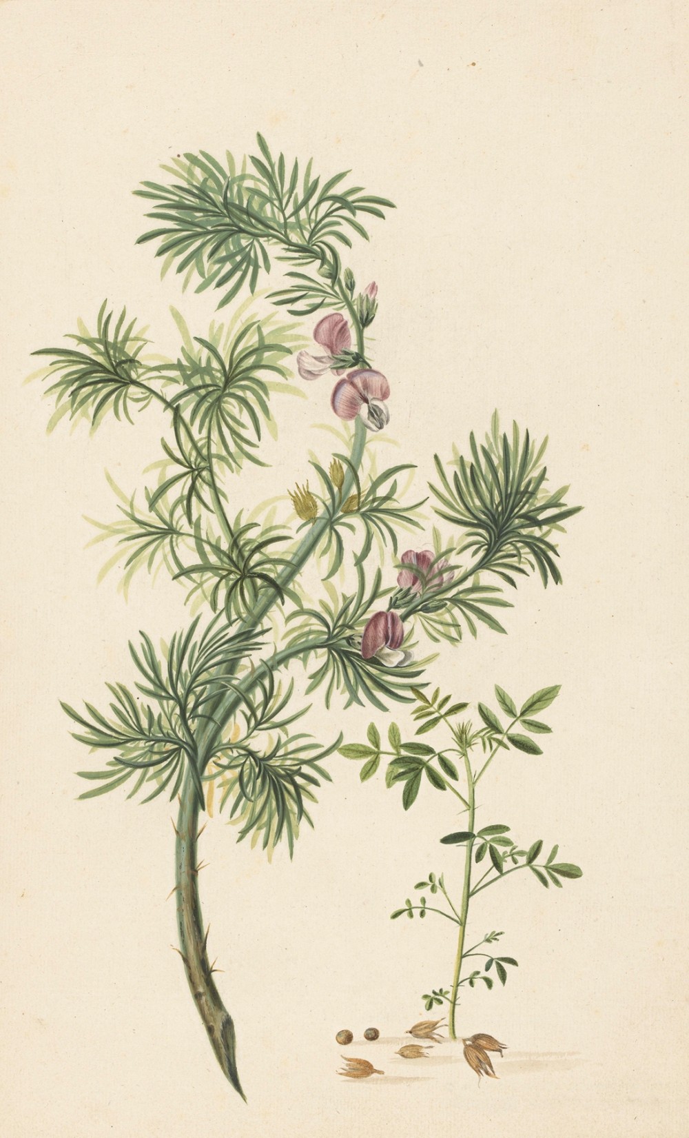 45HermanHenstenburgh (Dutch, 1667-1726Aaronskelk (Genista aethiopica) (1685) )