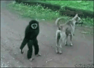 troll