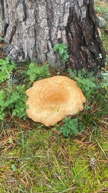 2081c24c-7388-4534-a0ec-acc6fe750c08