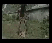 член