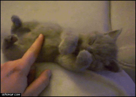 1328007117_facepalmkitty