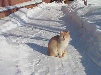 Кот любит ловить снежки