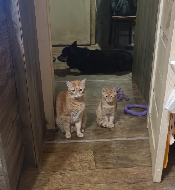 WhatsApp 2025-10-24 в 22.11.55_46d89923