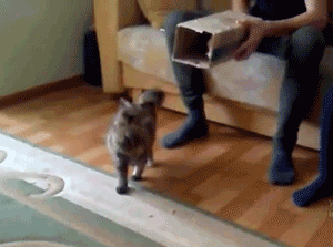 самоупаковывающийся кот