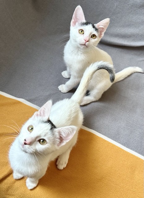 IMG_20251023_181156_721