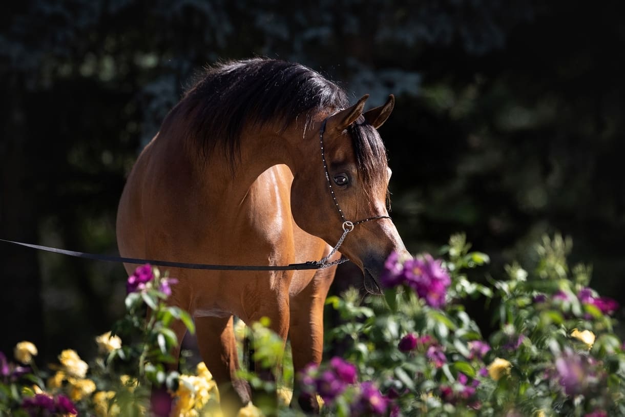 0cb07ff4-3cc4-4e6c-8931-86f1a860d73b