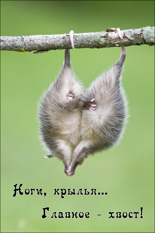Дуэль котоматриц до 25 февраля