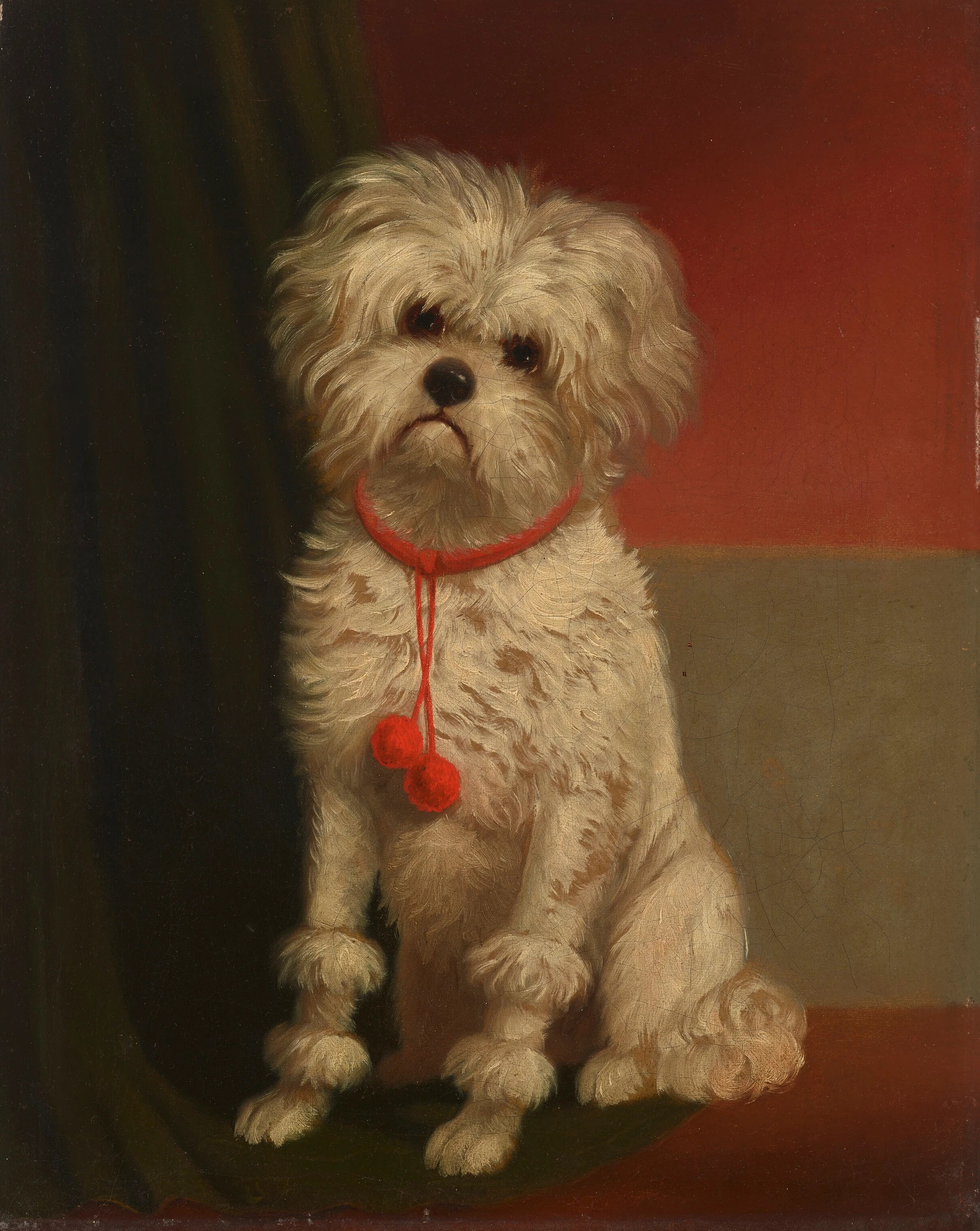 carl-reichert-a-maltese-with-a-r