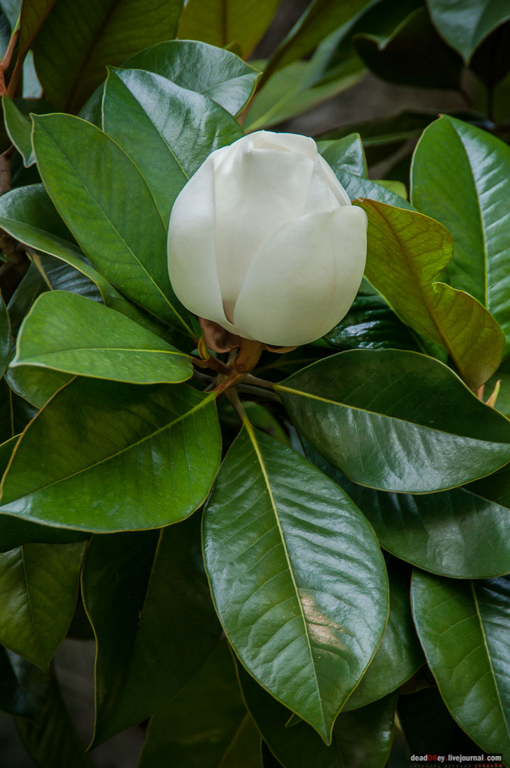 P2WlxyVijxKhhGpn98deWEMdsf-ah7h0yFmVCaBSlcXe_A6al8i_R0wpFEg4E0x_uVAahSjNdhNKC0EHhFco8kcDhzjWLfqU_VVG