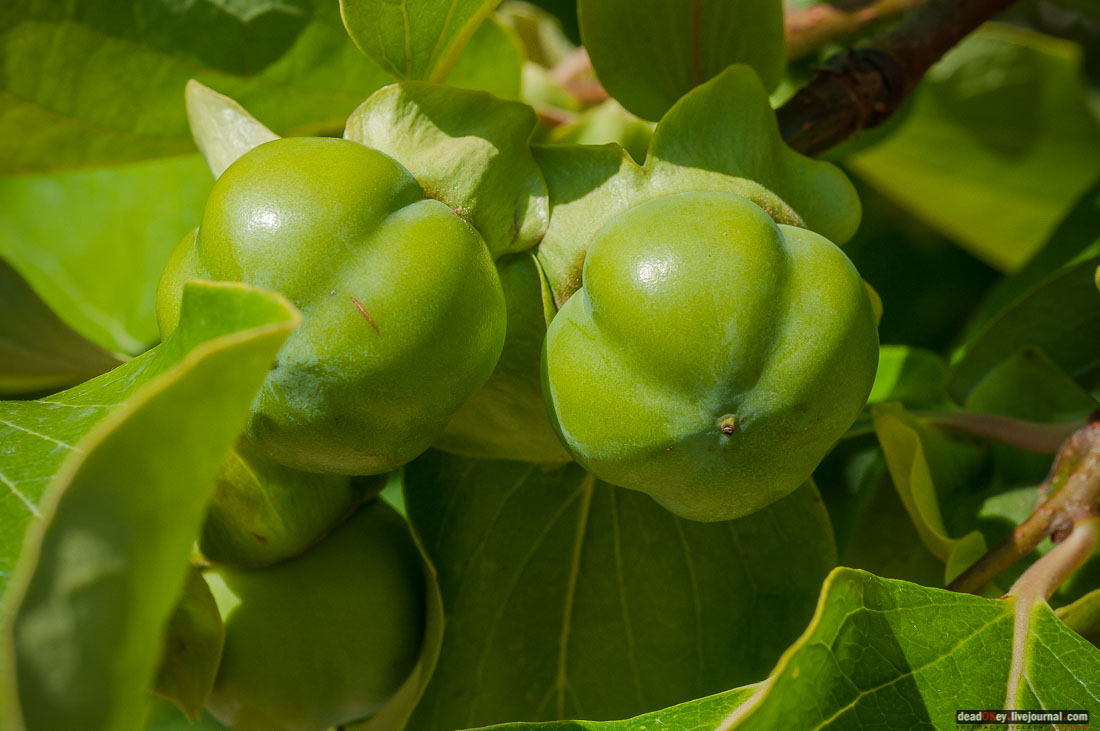 P2WlxyVijxKhhGpn98deWEMdsf-ah7h0yFmVCaBSlcXe_A6al8i_R0wpFEg4E0x_uVAahSjNdhNKC0EHhFco8kcDhzjWLfqU_VVG