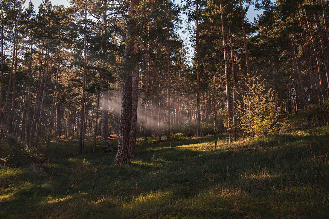 kuneevsky-forest-togliatti