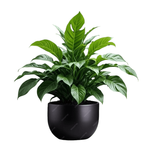 d2678829118490506596cbbb64116915