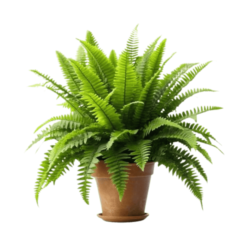 0bdaeb7a7f813a15e31a2ea3ef97ba67-removebg-preview