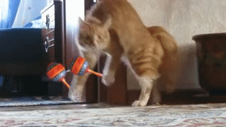 cat2