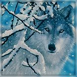 107809294_3815384_99px_ru_avatar_122158_Volk_smotrit_izza_zasnejennih_vetok