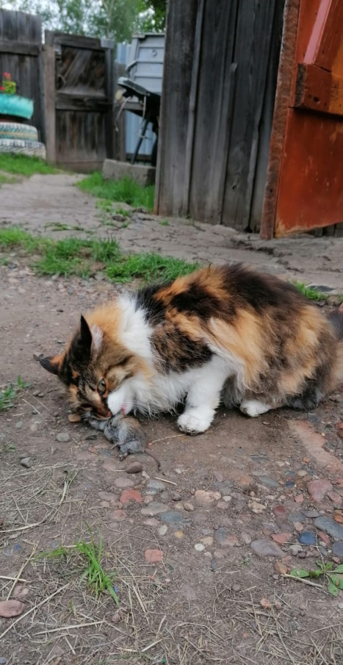 clipboard_image_52daa034cabb5a7f