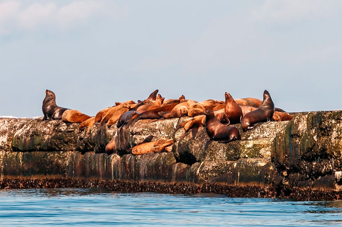 steller-sea-lion-rookery-within-the-city