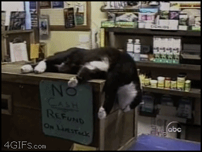 lazy-cat