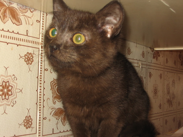 кот