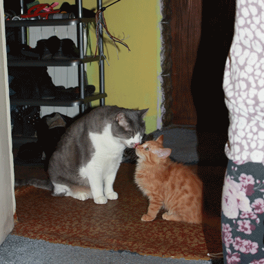 cats