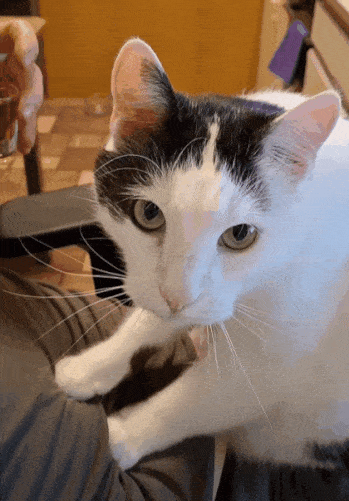 GIF_Лютик_массаж_печени