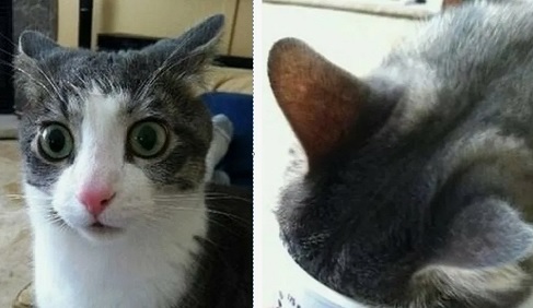 Кот "А что если"