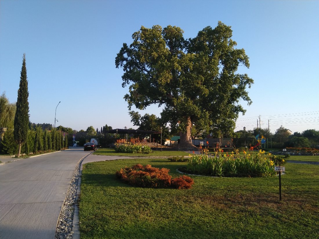 1-tiulpanovoe-derevo