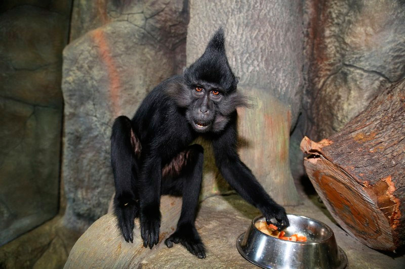 animal-park
