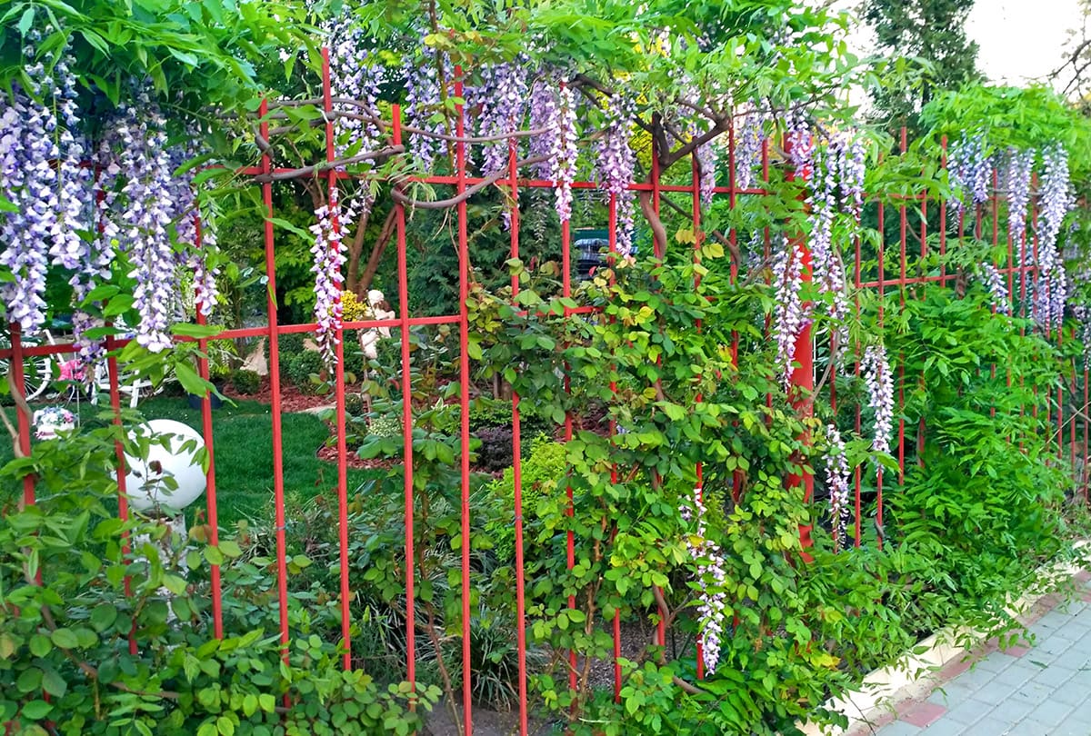 dendropark15072019-02-n