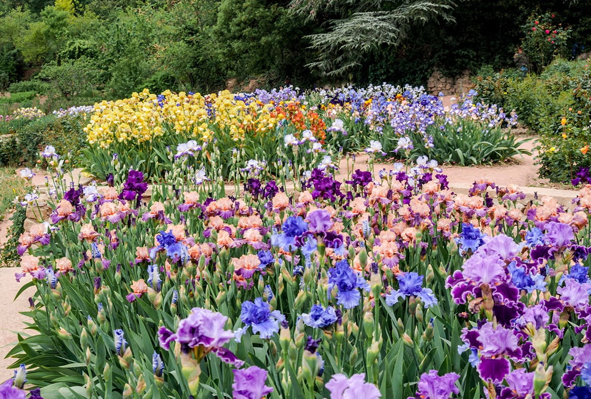 dendropark15072019-03-n