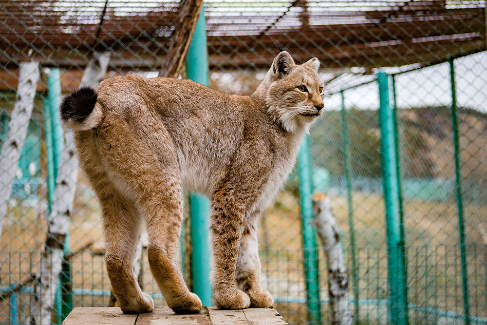yakutsk-zoo-orto-doydu