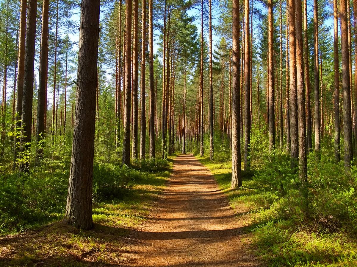 prirodnyj-park-klichen-s-sosnovymi-lesami