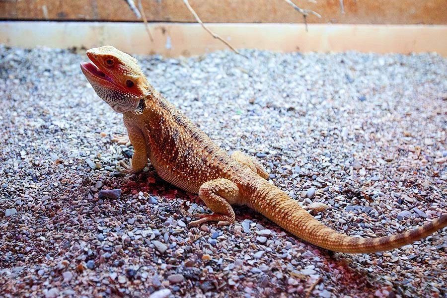 exotarium
