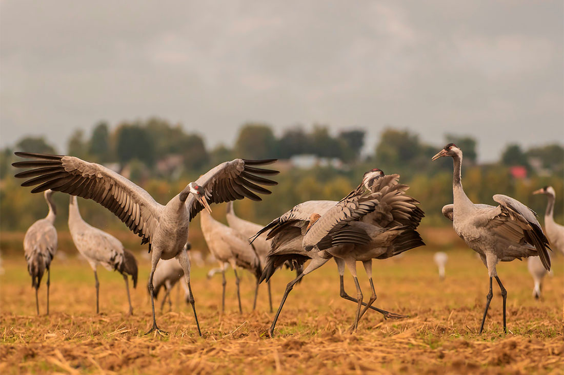 reserve-crane-homeland