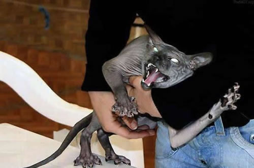 66 Demon Cat