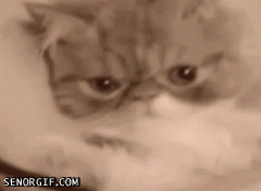 funny-gifs-kitteh-has-bad-case-of-mondays
