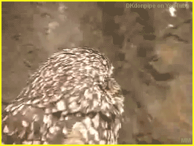 Dramatic Owl from DKdonpipe on YouTube FUNNY Gif MM
