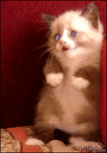Scared-kitten