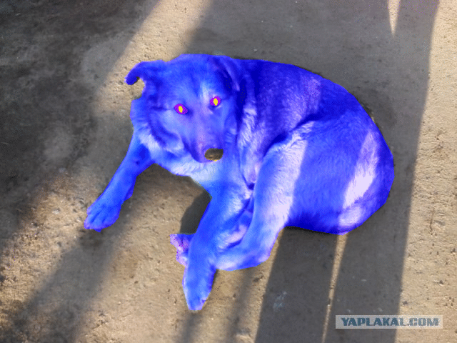 Почему собака синяя. Голубая собака. Синяя собака. Собака синего цвета. Синий щенок.