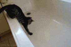 1252938103_cat-in-tub