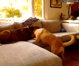 funny-gifs-innocent-bystander