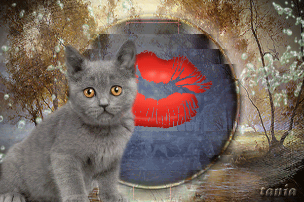Без-имени-1cat